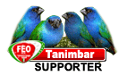 diamante di tanimbar